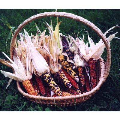 Mini Colored Popcorn (100 Days) - Vegetables