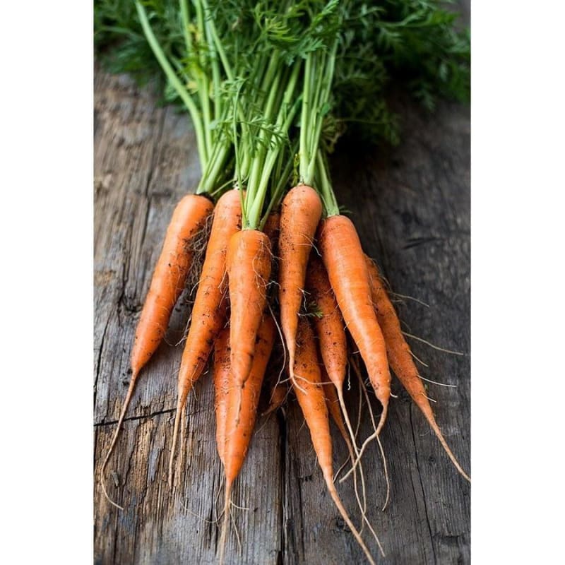 Minicore Carrot (55 Days) – Pinetree Garden Seeds