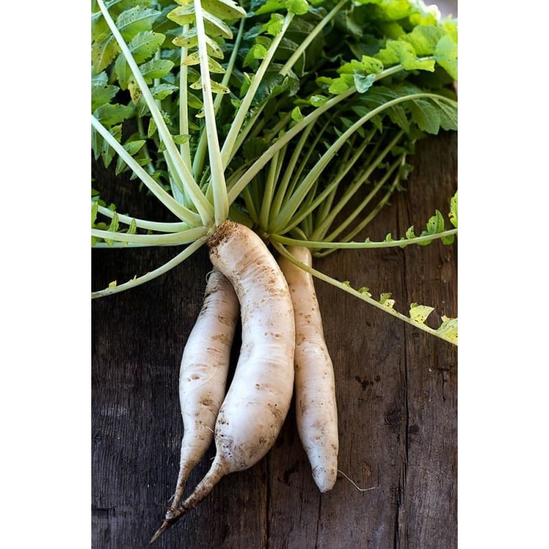 Minowase Daikon Radish (Heirloom 55 Days) - Vegetables
