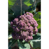 Miranda Broccoli ( 90-100 Days) - Vegetables