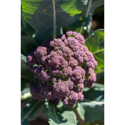 Miranda Broccoli ( 90-100 Days) - Vegetables