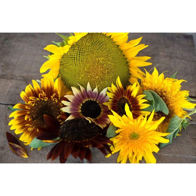 monet garden seeds Monet's Pallet Mix Sunflower