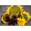 Sunflower - Monets Palet Mixture - Flowers