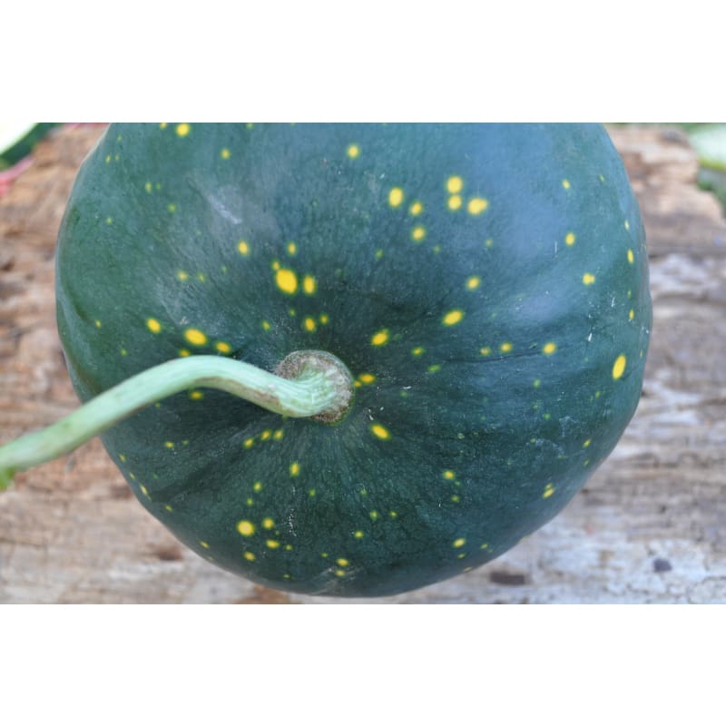 Moon & Stars Watermelon (Heirloom, 105 Days)