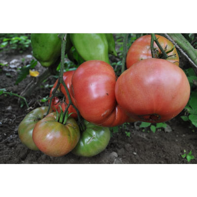 Mortgage Lifter Tomato (Heirloom 77 Days) - Vegetables
