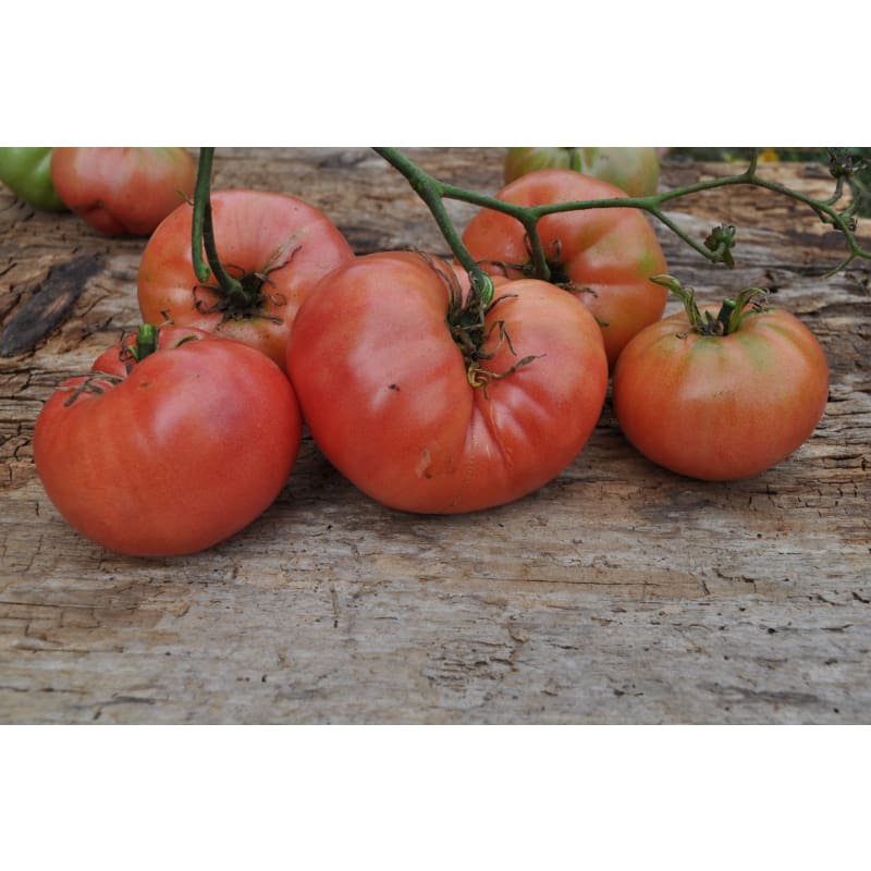 Mortgage Lifter Halladay's Heirloom Tomato Seeds - 25+ Seeds | Pink Beefsteak 1-1.5 Lbs, 80-90 Days