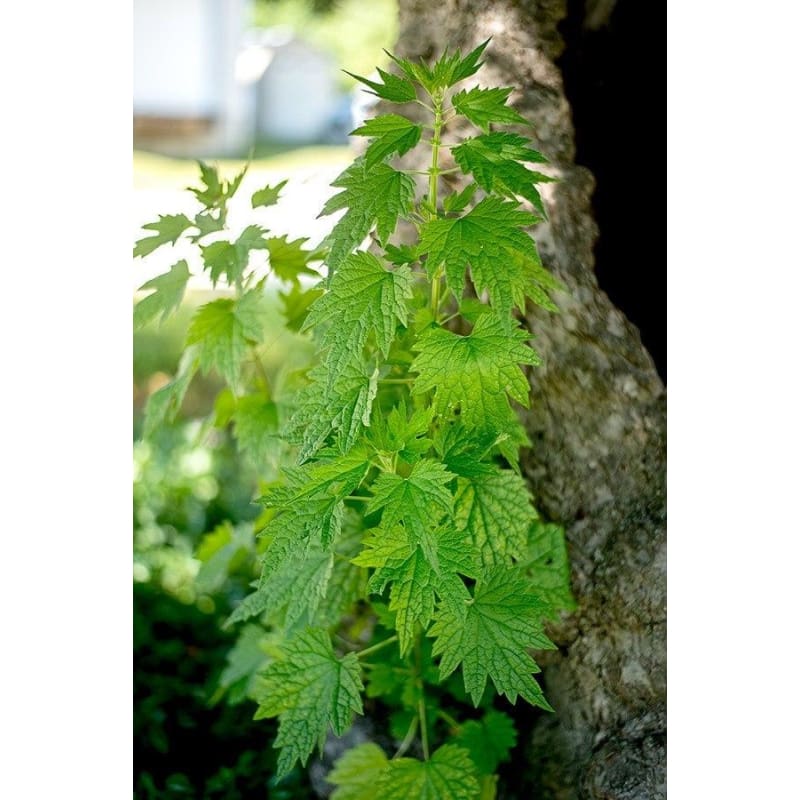 Motherwort - Herbs