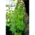 Motherwort - Herbs