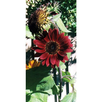 Sunflower - Moulin Rouge - Flowers