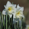 Mount Hood Narcissus