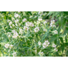 Mountain Mint - Herbs