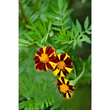 MARIGOLD - MR MAJESTIC - Flowers