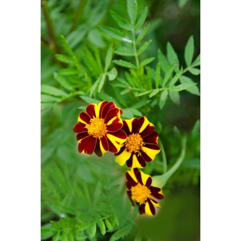 Mr Majestic Marigold - Flowers
