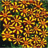 MARIGOLD - MR MAJESTIC - Flowers
