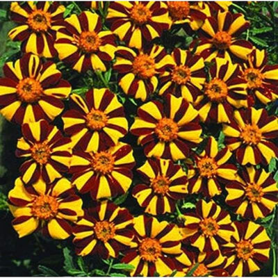 MARIGOLD - MR MAJESTIC - Flowers