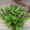 Mrihani Basil Organic - Herbs