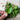 Unique organic Mrihani Basil from herb garden.