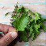 Unique organic Mrihani Basil from herb garden.