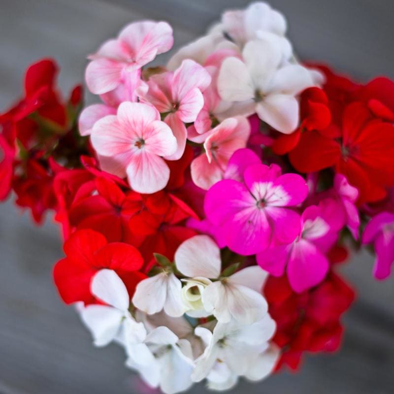 mixed geranium seeds Multibloom Mix Geranium
