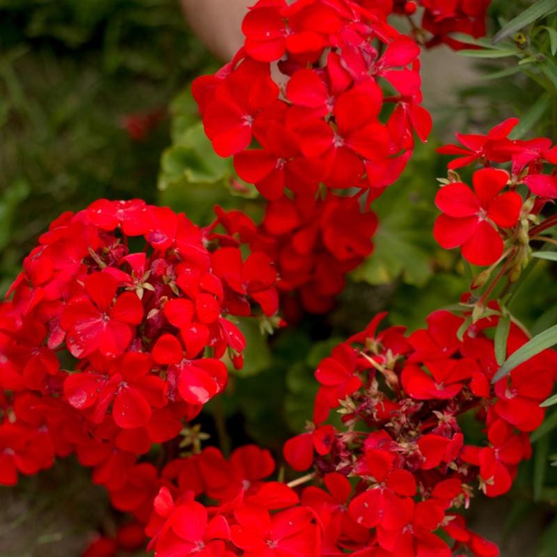 Multibloom Red Geranium - Flowers