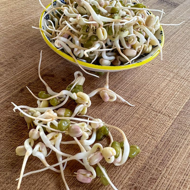 Mung Bean Sprouting Seed (Organic)