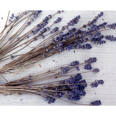 Munstead Lavender - Herbs