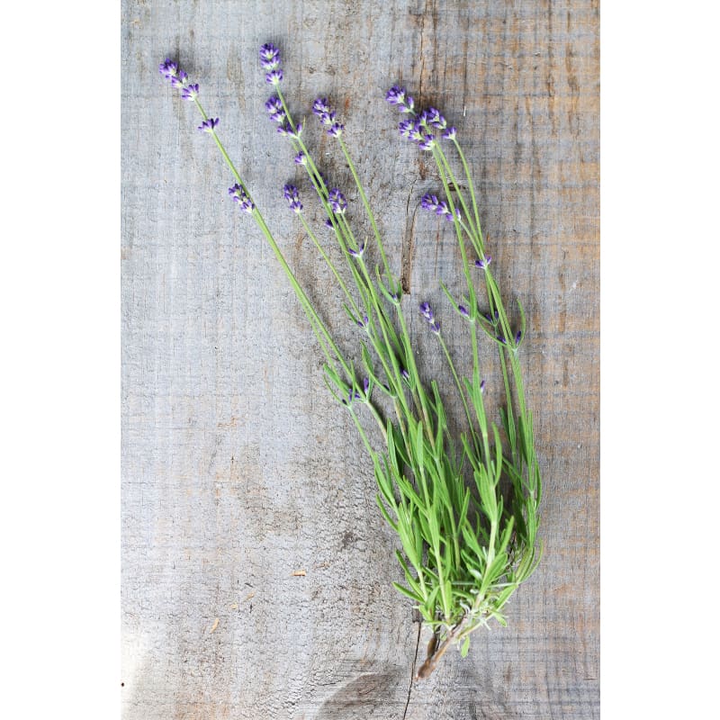 munstead lavender seeds Lavender