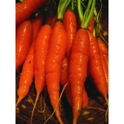 Napoli Carrot (F1 Hybrid 66 Days) - Vegetables