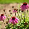 Narrow Leaf Echinacea - Flowers