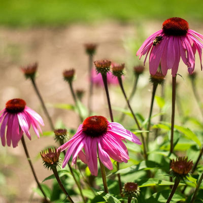 Narrow Leaf Echinacea - Flowers