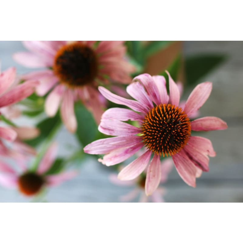 pink echinacea seeds Echinacea angustifolia