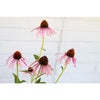 Narrow Leaf Echinacea - Flowers