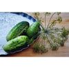 National Pickling Cucumber (52 Days) - Vegetables