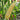 Natural Sweet Corn (Organic F1 Hybrid 73 Days) SH2 - Vegetables