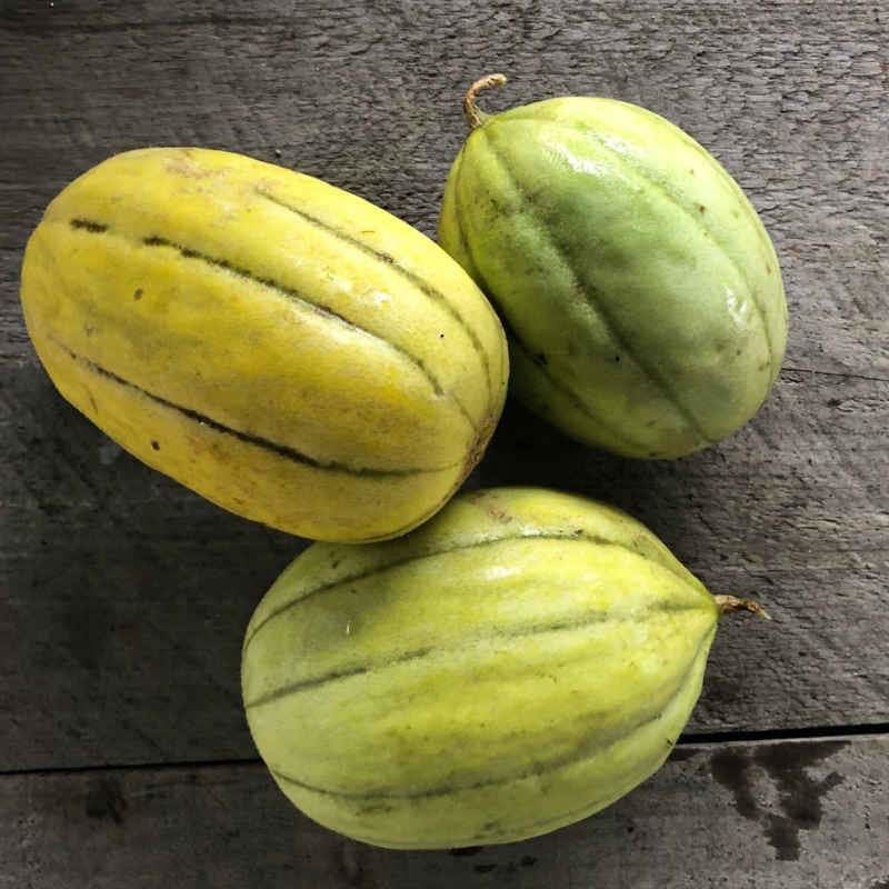 Navajo Yellow Melon (Heirloom 85 Days) - Vegetables