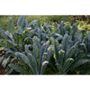 Nero di Toscana Kale (HEIRLOOM) (55 Days) - Vegetables