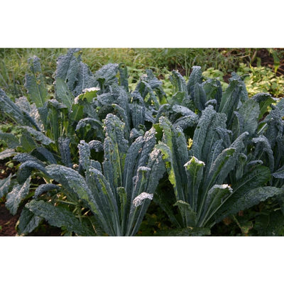 Nero di Toscana Kale (HEIRLOOM) (55 Days) - Vegetables