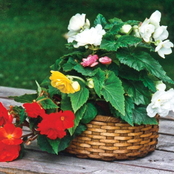 Non Stop Mix Begonia – Pinetree Garden Seeds