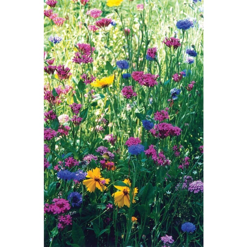 NORTH AMERICAN WILDFLOWER MIX 1 OZ