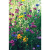 North American Wildflower Mix - Flowers
