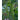 Northeaster Pole Bean (Organic 56 Days) - Vegetables