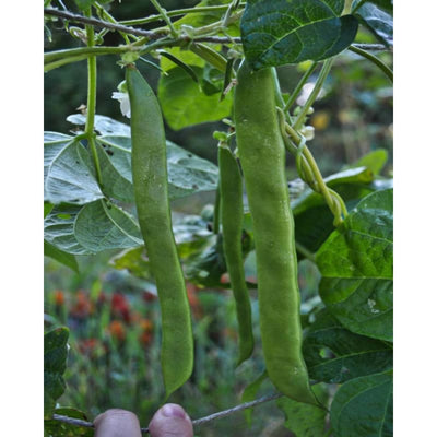 Northeaster Pole Bean (Organic 56 Days) - Vegetables