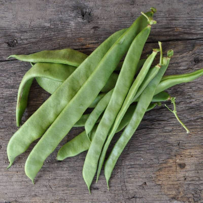Northeaster Pole Bean (Organic 56 Days) - Vegetables