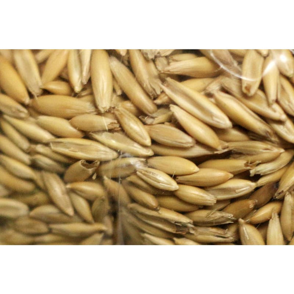 oat seeds for planting near me Steam Crimped Oats (1 lb)