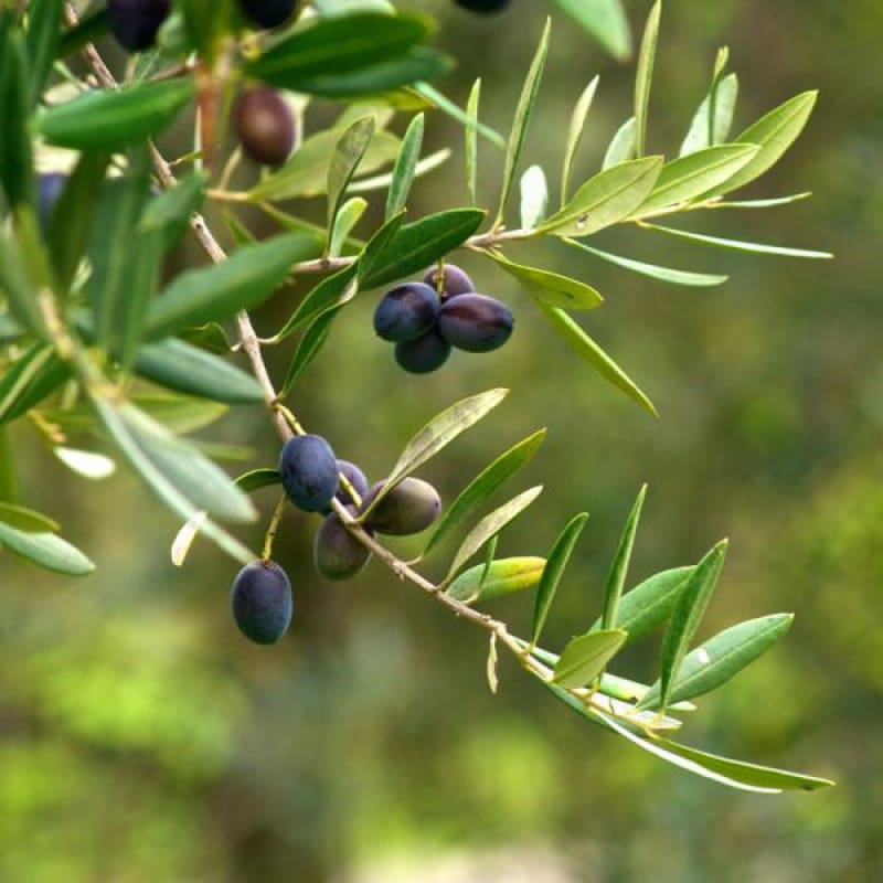 Olive Tree Arbequina - Spring