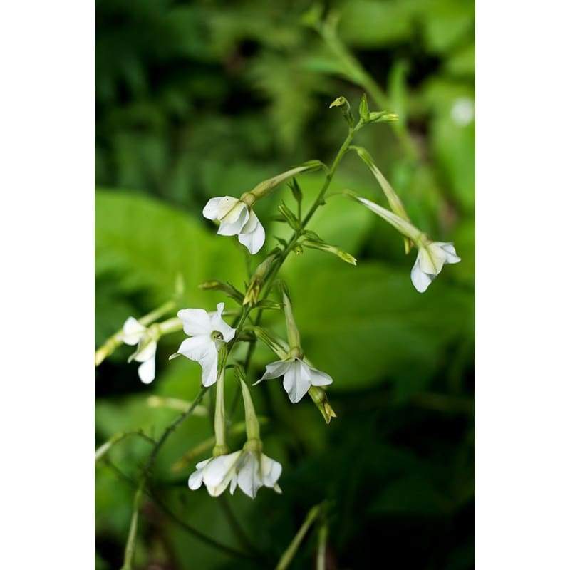 Only the Lonely Nicotiana - Flowers