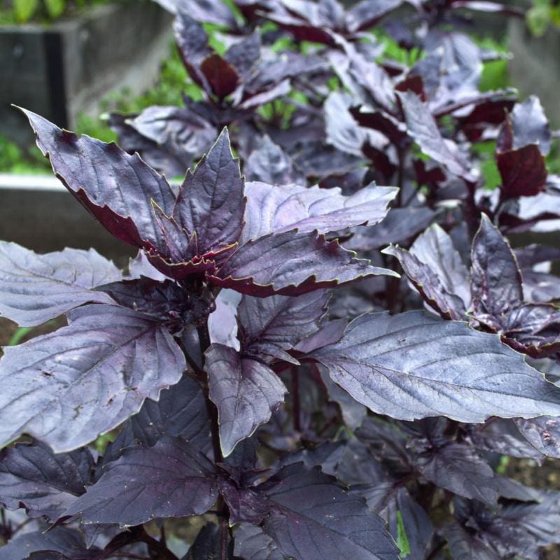 Opal Basil