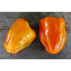 Orange Sun Pepper (81 Days) - Vegetables