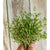 Orange Thyme
