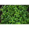 Oregano - Herbs